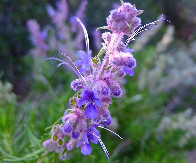 Woolly Blue Curls (Trichostema lanatum)