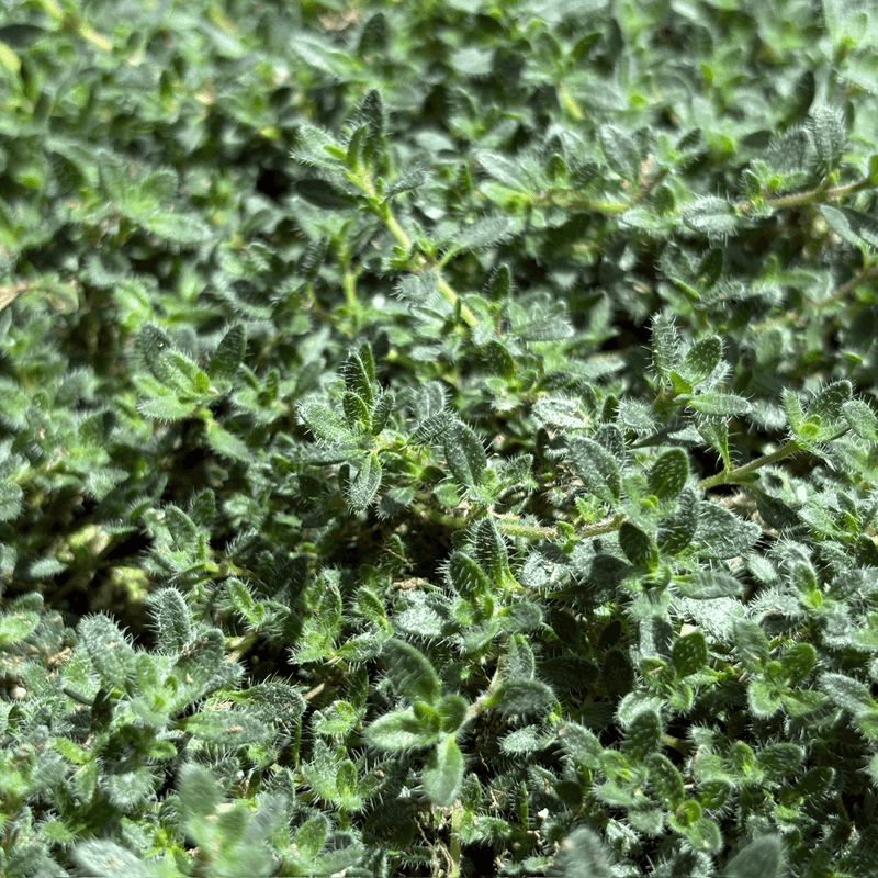 Woolly Thyme (Thymus pseudolanuginosus)