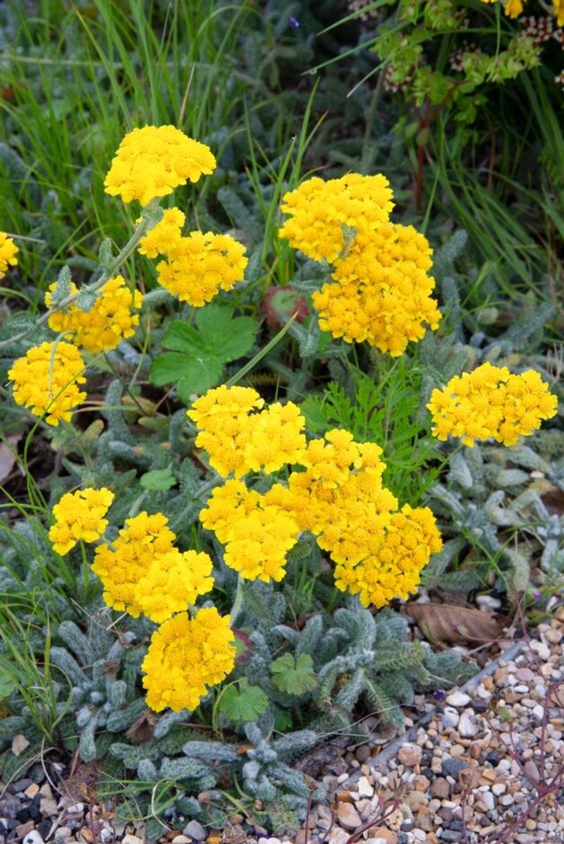 Woolly Yarrow (Achillea tomentosa)