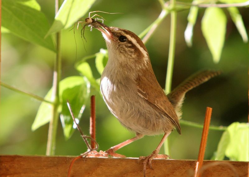 Wrens forage where gardens hold insects Wrens forage where gardens hold insects
