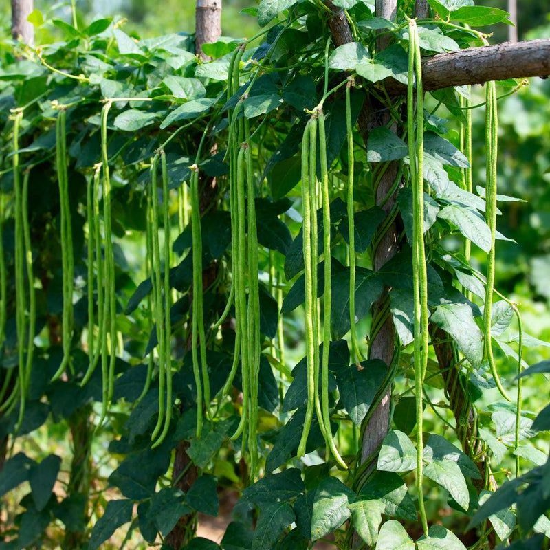 Yardlong Beans