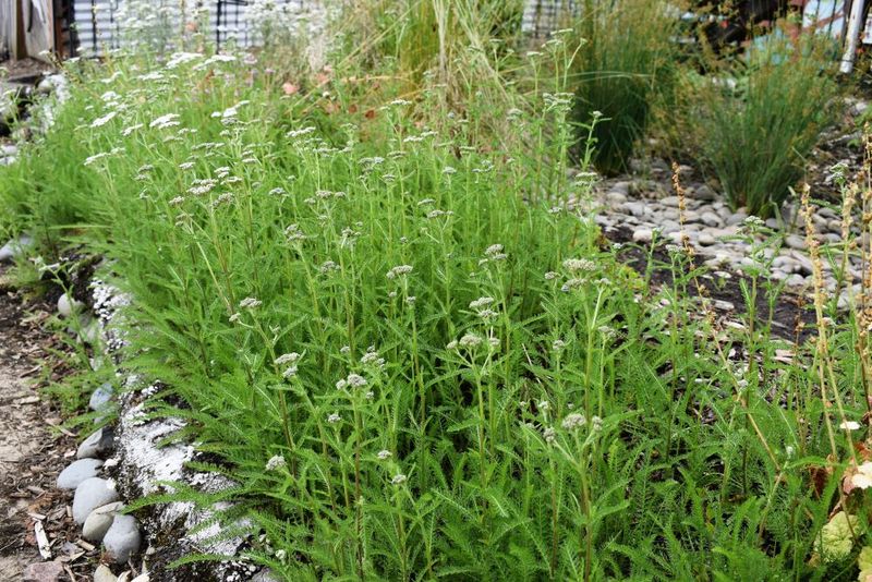 Yarrow