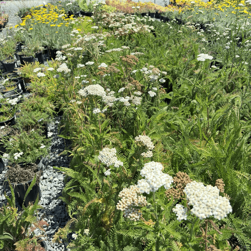 Yarrow