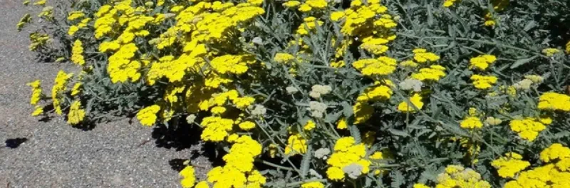 Yarrow