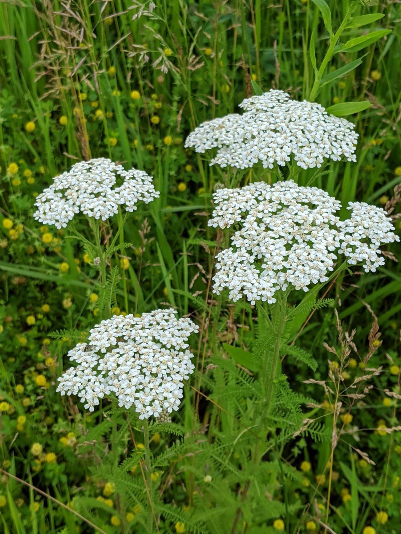 Yarrow (Achillea millefolium)