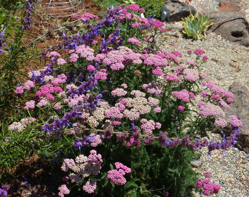 Yarrow (Achillea millefolium)