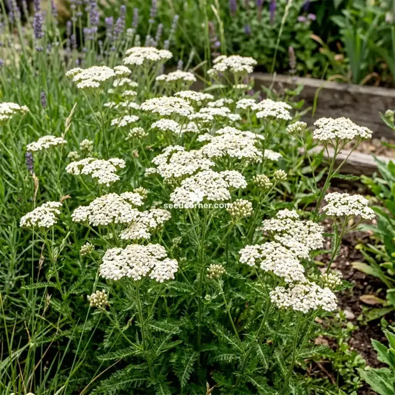 Yarrow (Achillea millefolium)