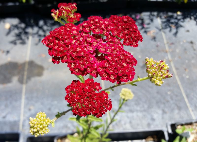 Yarrow (Achillea)