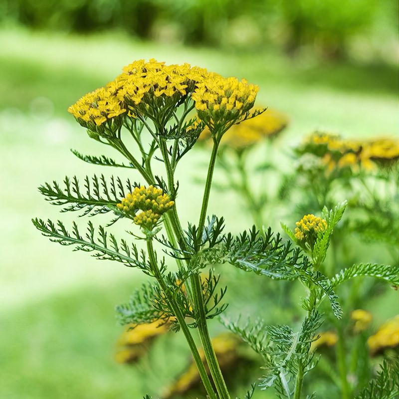 Yarrow