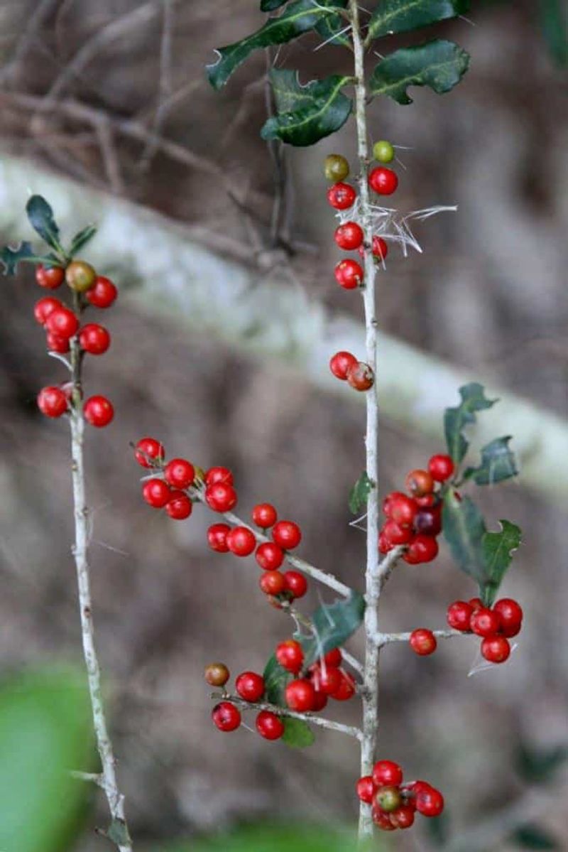 Yaupon Holly Yaupon Holly