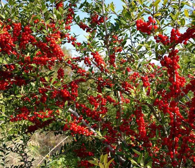 Yaupon Holly