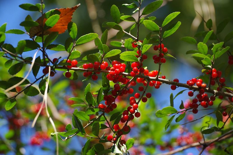 Yaupon Holly