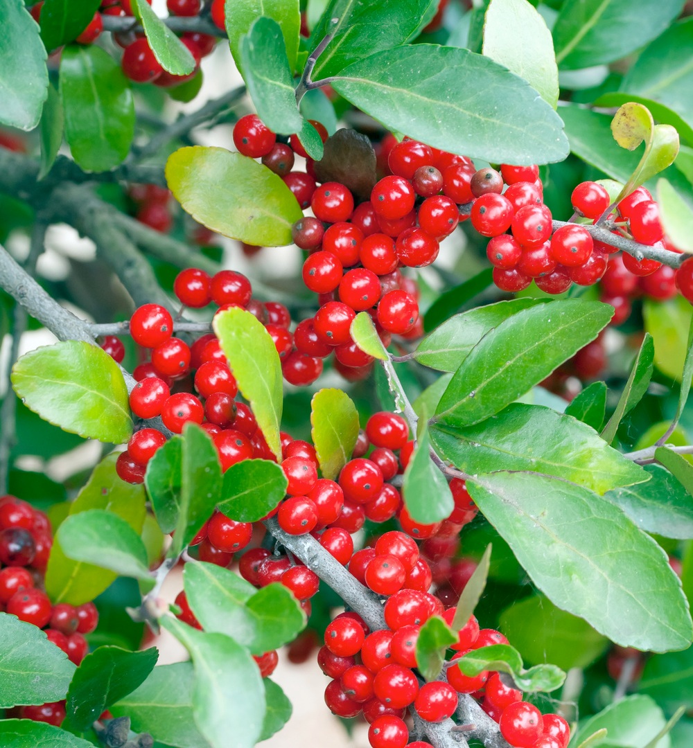 Yaupon holly offers evergreen structure across many Texas sites Yaupon holly offers evergreen structure across many Texas sites
