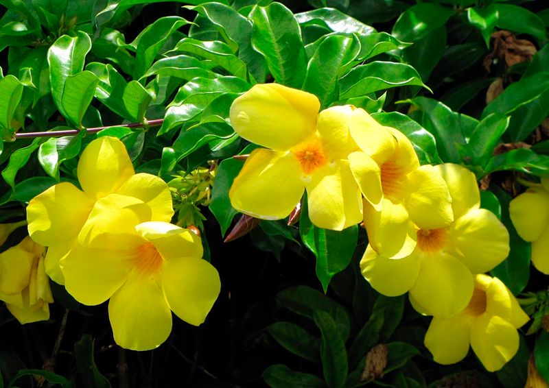 Yellow Allamanda