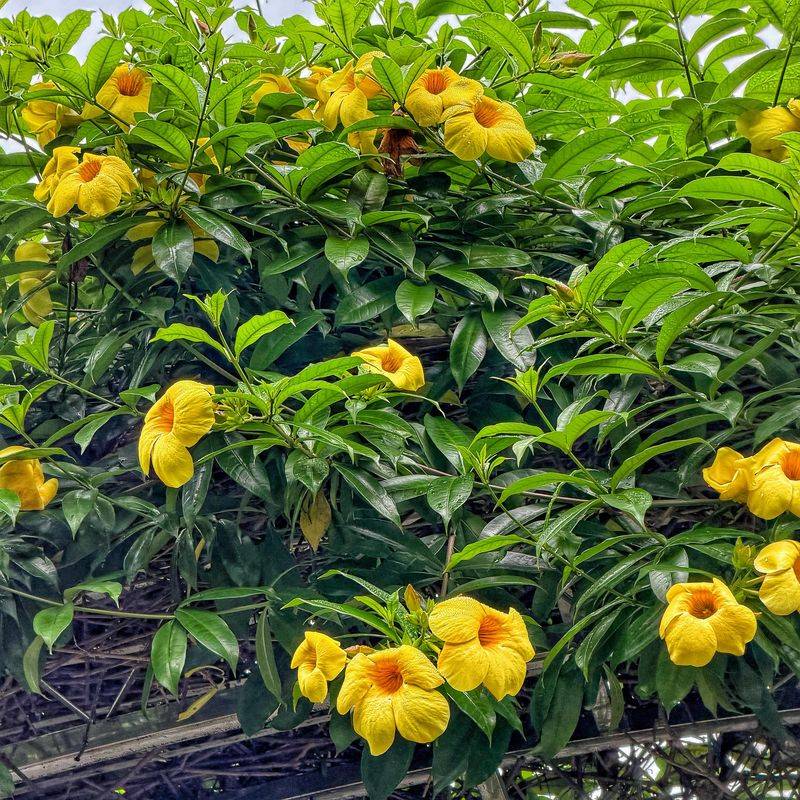 Yellow Allamanda Yellow Allamanda