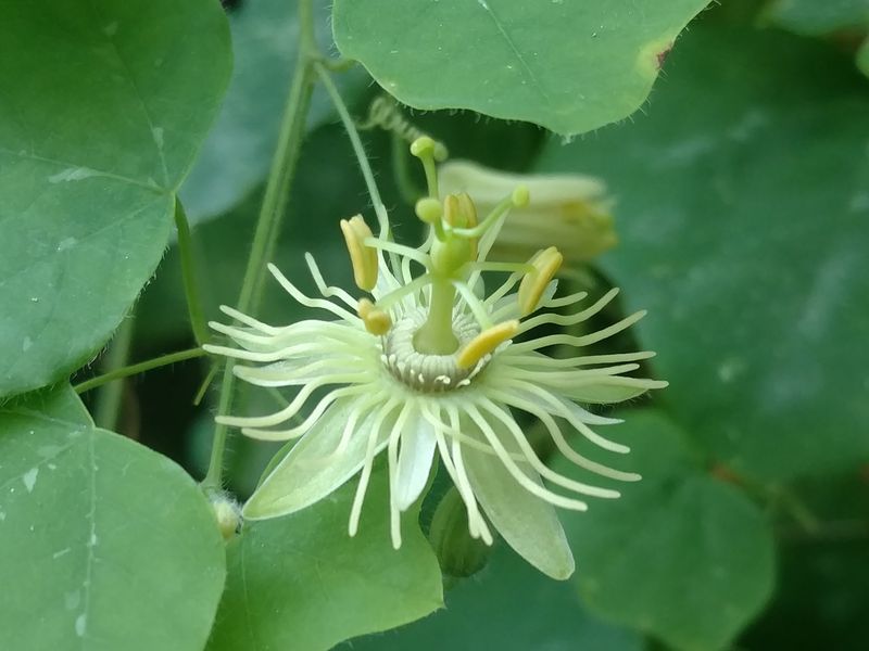 Yellow Passionflower