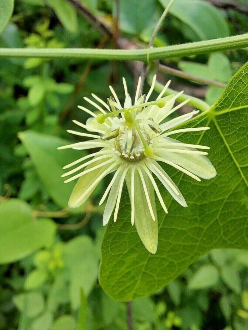 Yellow Passionflower