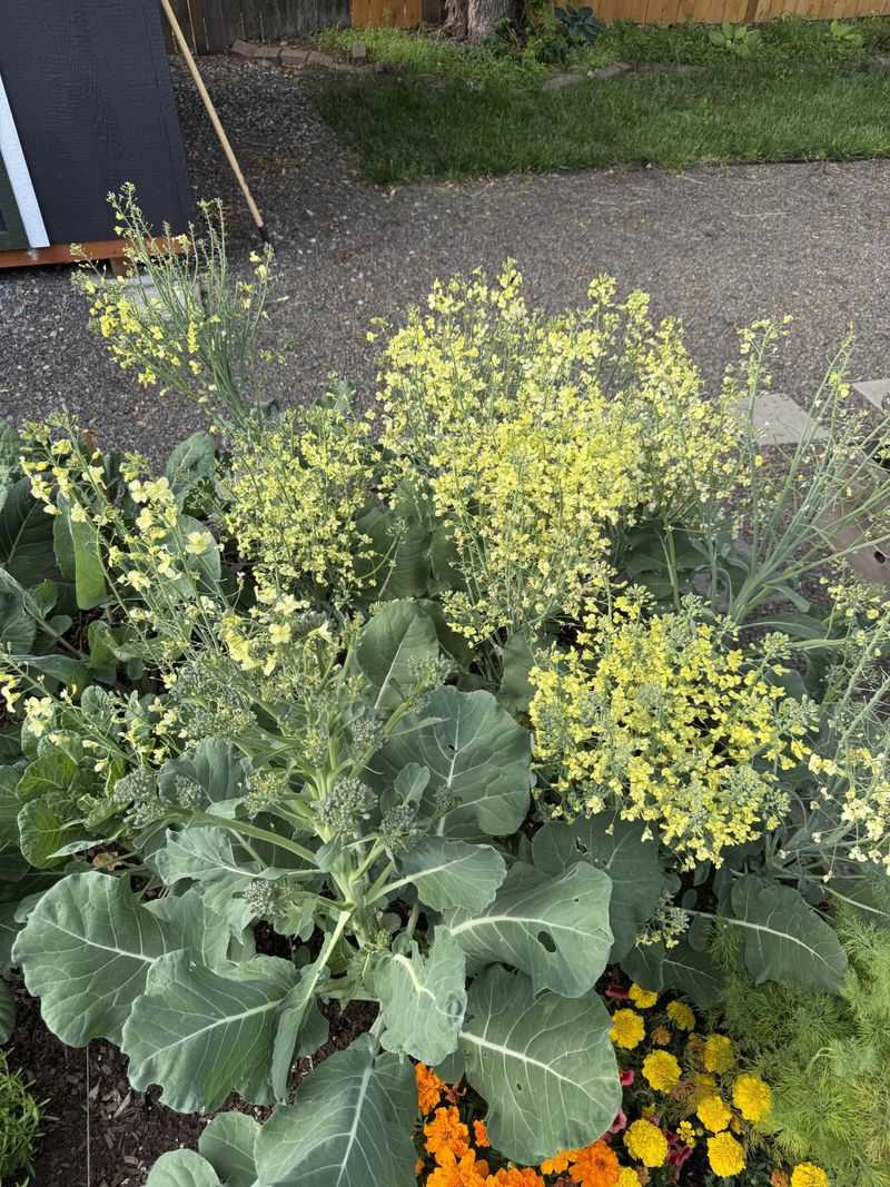 Yellow flowers mean the broccoli buds are opening