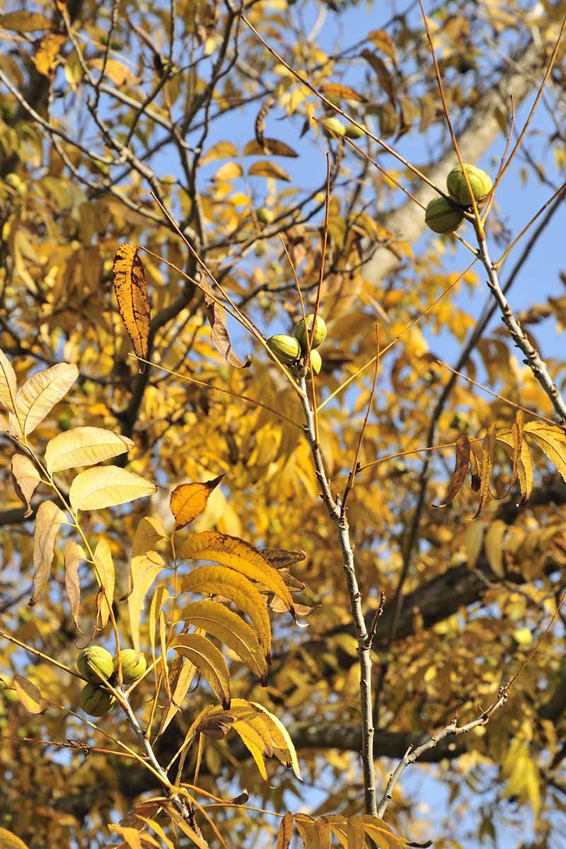 Yellow leaves and early drop do not settle the diagnosis