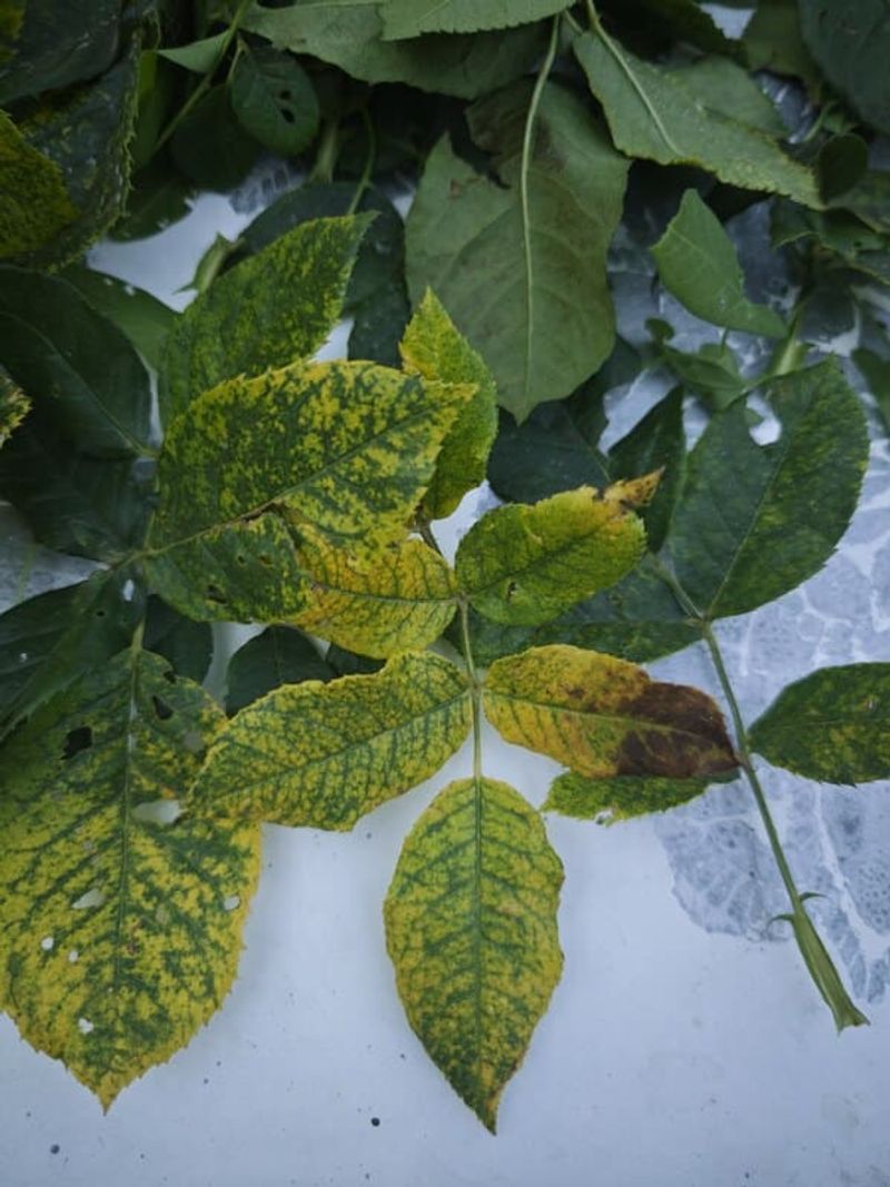 Yellow leaves are a clue, not a diagnosis