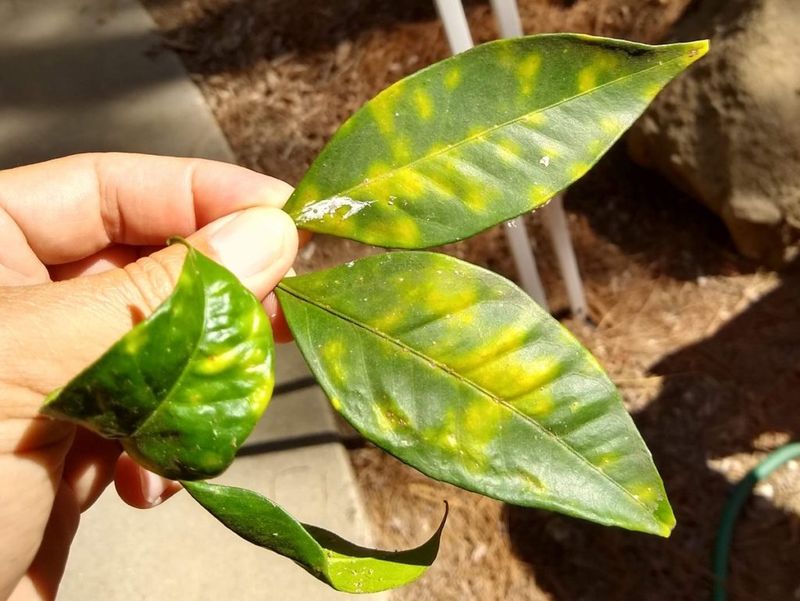 Yellow leaves are a clue, not a verdict