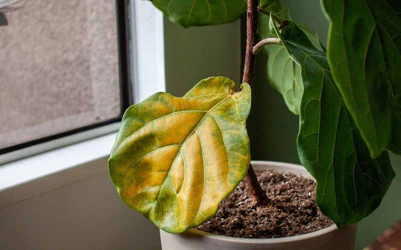 Yellow leaves are a clue, not a verdict