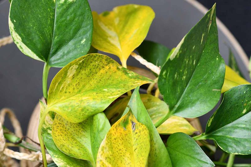 Yellow leaves are a symptom, not a diagnosis
