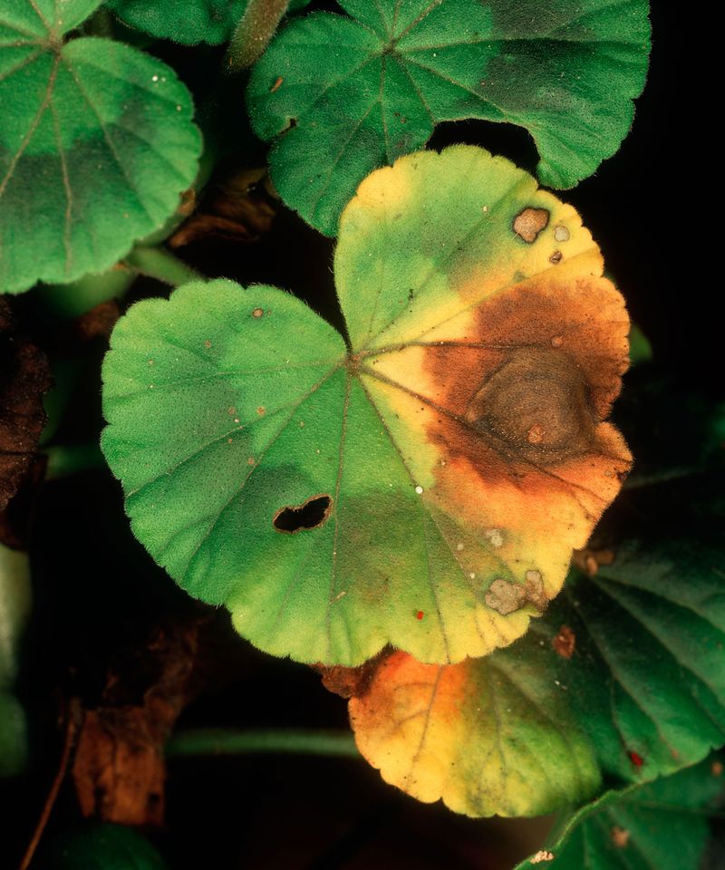 Yellow leaves do not identify one cause