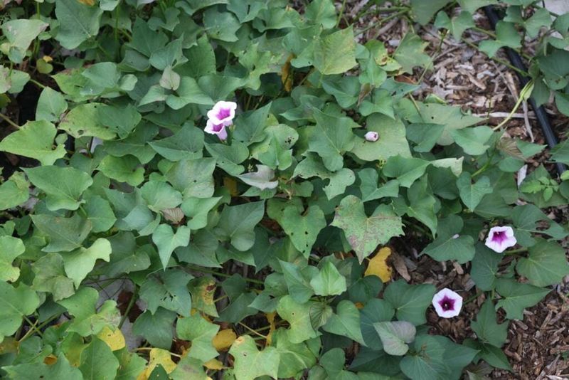 Yellowing and dieback signal a harvest check—not a guaranteed stage before readiness