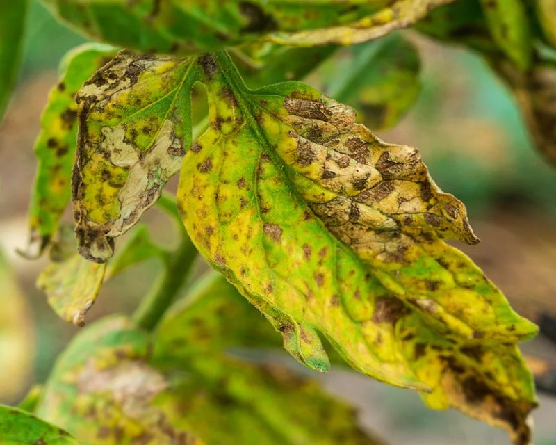 Yellowing is a clue, not a diagnosis