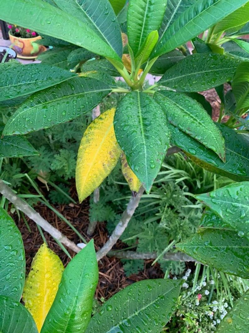 Yellowing is a clue, not a diagnosis
