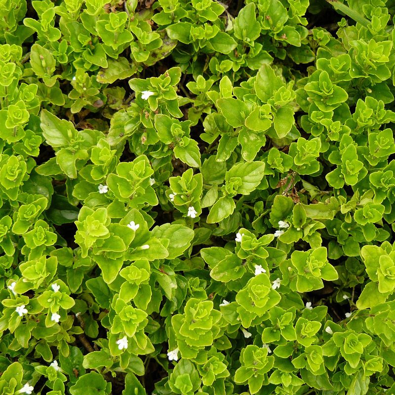 Yerba Buena