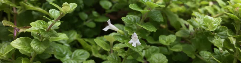 Yerba Buena (Clinopodium douglasii)
