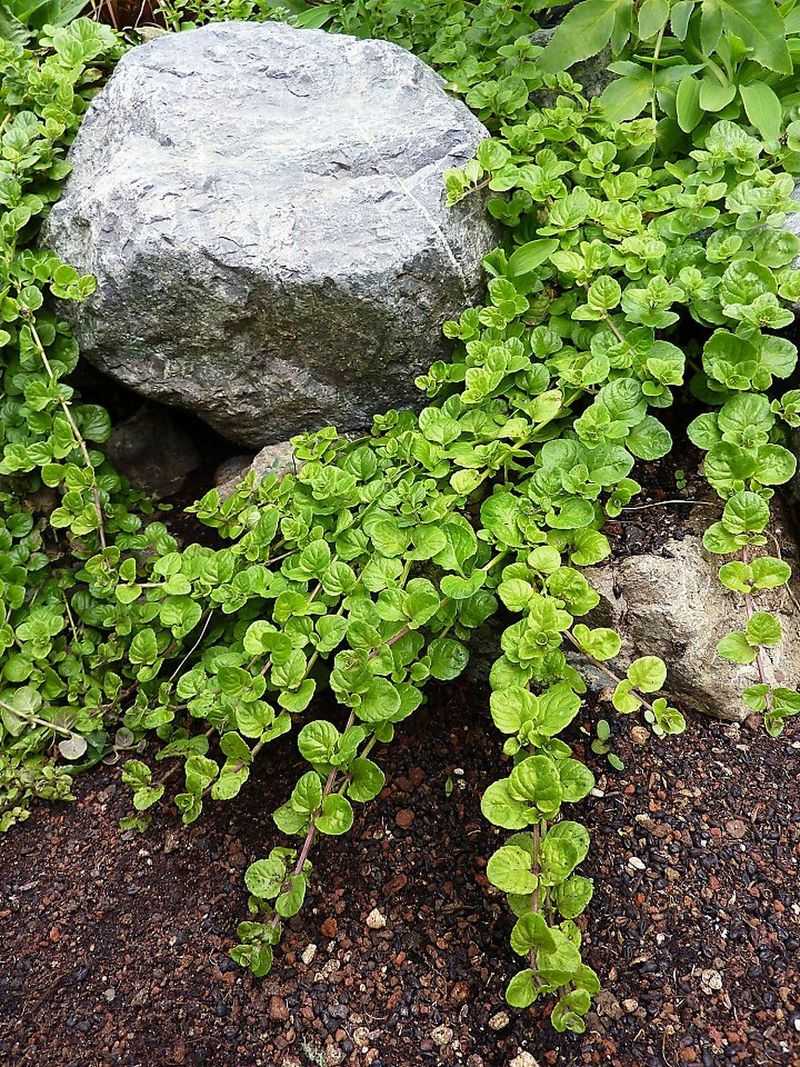 Yerba Buena Yerba Buena