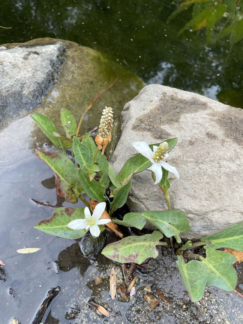 Yerba Mansa (Anemopsis californica)