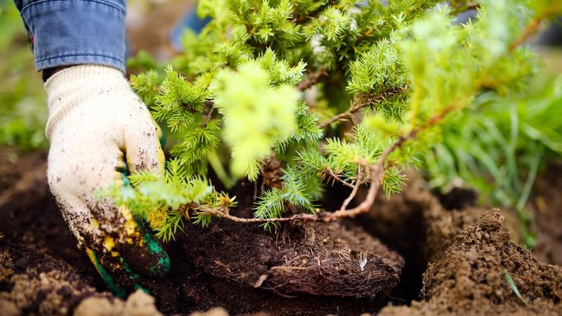 Young Landscape Trees (A Gentle Boost)