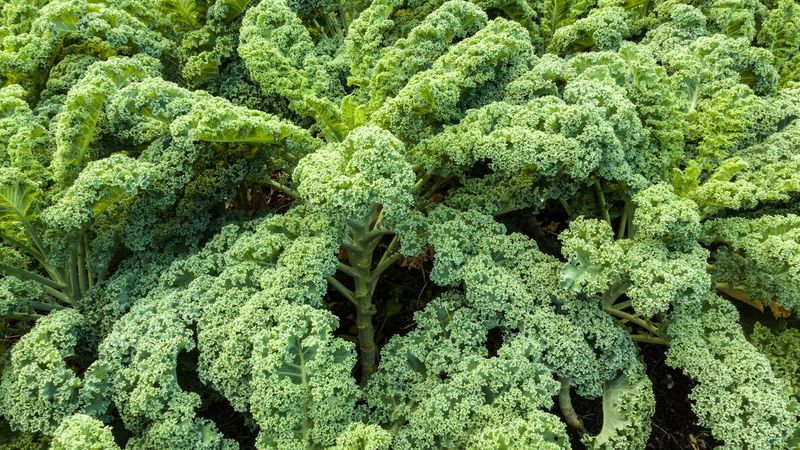 Young fall kale becomes vulnerable when the bed stays cool and moist