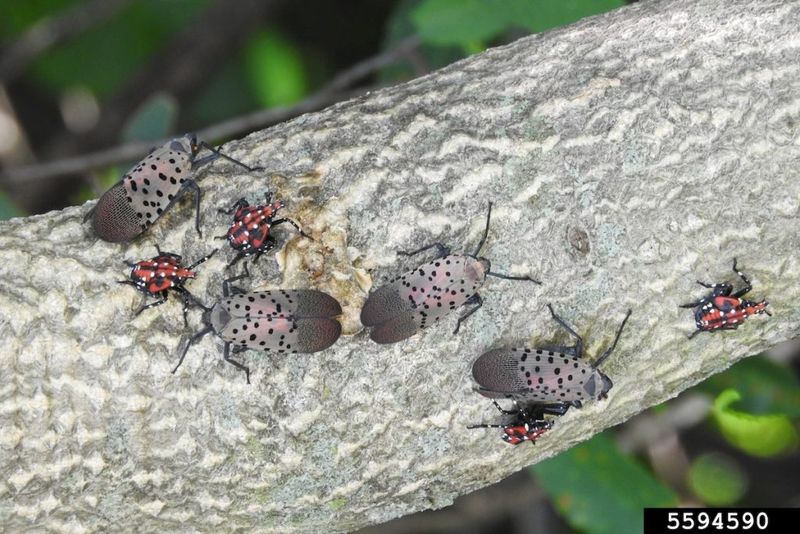 Young nymphs may be feeding elsewhere
