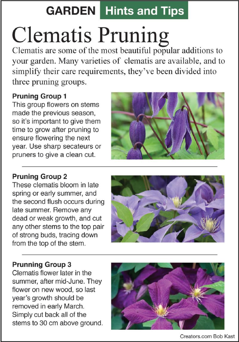 Your clematis type determines the pruning decision Your clematis type determines the pruning decision