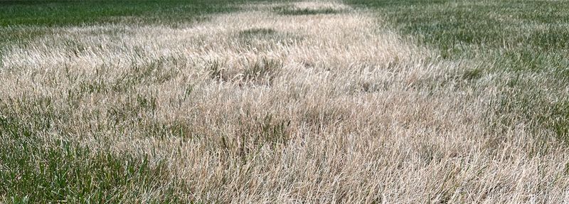 Your lawn may show drought stress before it turns brown