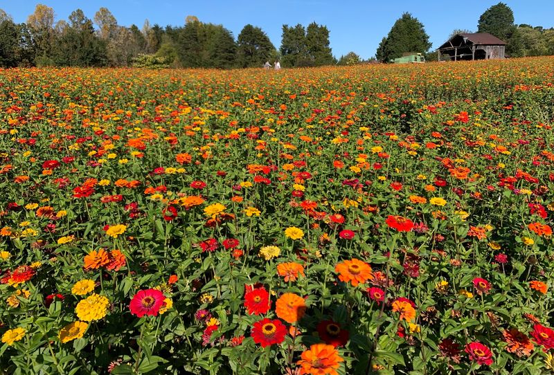 Zinnias, Wildflowers, and Seasonal Blooms Zinnias, Wildflowers, and Seasonal Blooms