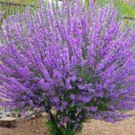 The Silvery Texas Native Shrub That Bursts Into Purple Bloom Right After a Late-Summer Rain