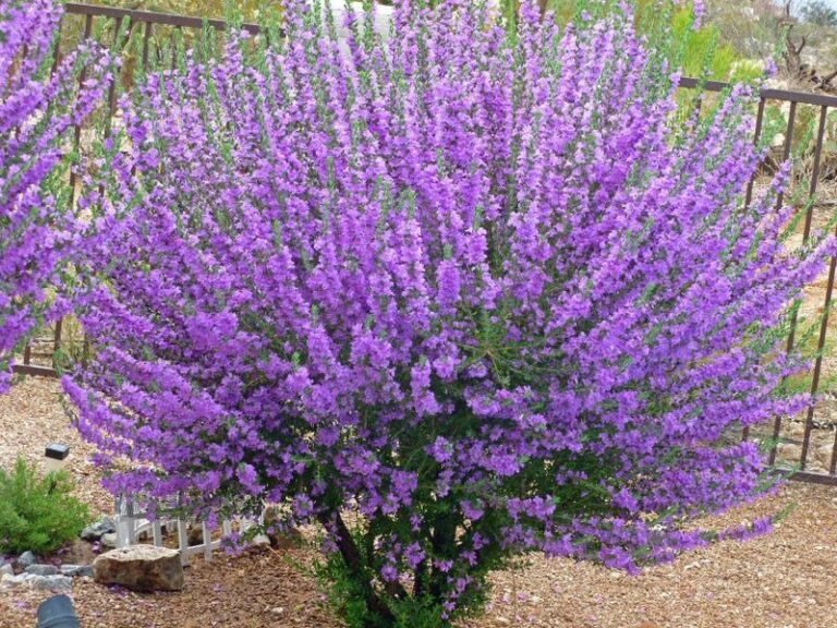 The Silvery Texas Native Shrub That Bursts Into Purple Bloom Right After a Late-Summer Rain