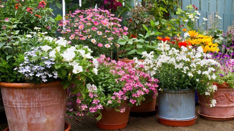 8 Florida Native Plants That Wrap Your Patio in Fragrance Through the Months You Actually Sit Outside