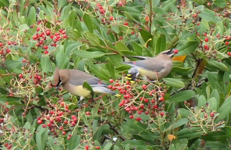 This California Native Shrub Feeds Fall Birds and Gives Them Dense Cover in the Same Yard