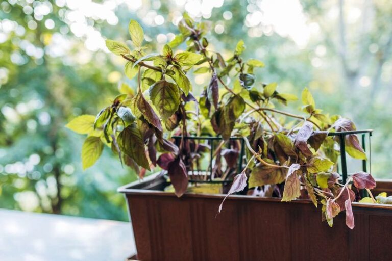 What Wilting Basil in the North Carolina Heat Is Really Telling You After You Already Watered It