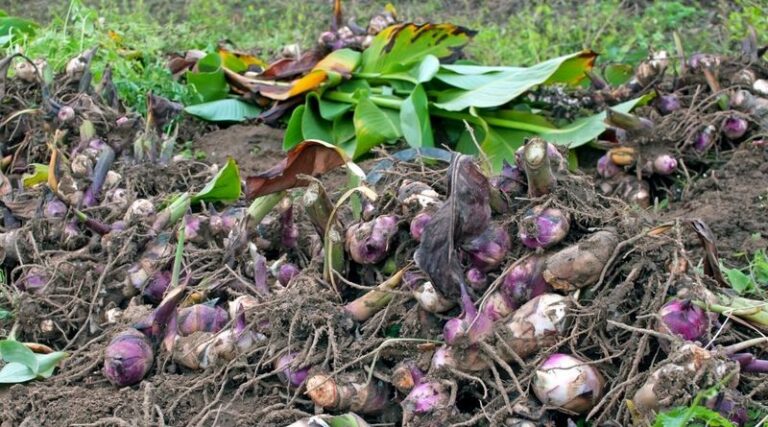 What North Carolina Gardeners Do With Canna Rhizomes This Fall So Next Summer’s Blooms Come Back Bigger