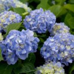 Your Hydrangea Has More Blooms Waiting – These 5 Fixes Help Bring Them Out
