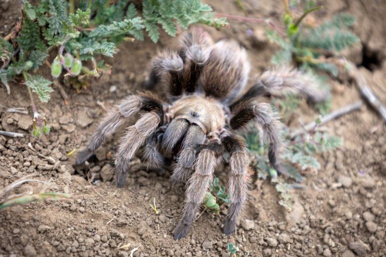 Leave the Tarantulas Crossing Your California Yard This Fall Alone, Because They Eat the Beetles and Crickets in Your Beds