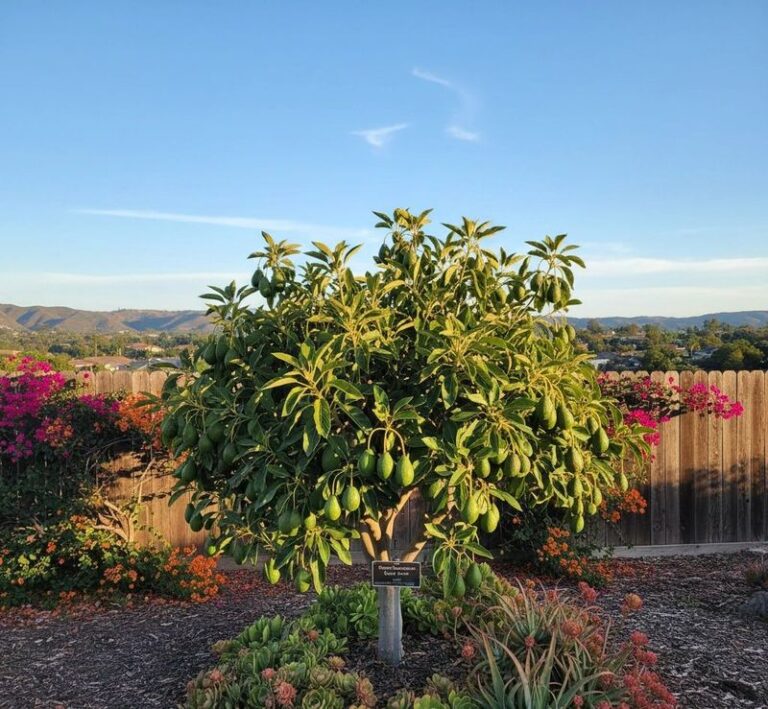 The California Fruit Trees Worth Planting This Fall So They Root In Before Winter